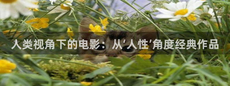 樱桃视频免费版的