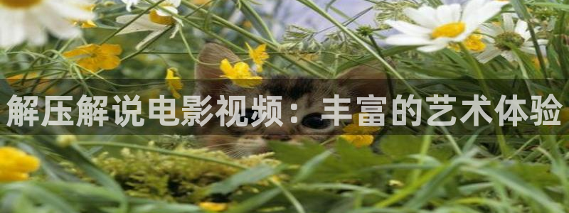 樱桃视频破解