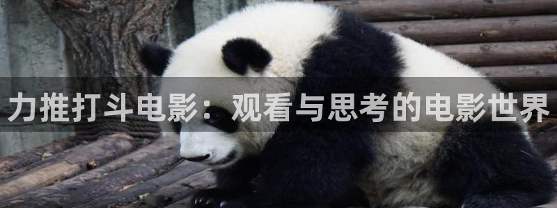 樱桃在线观看.：力推打斗电影：观看与思考的电影世界