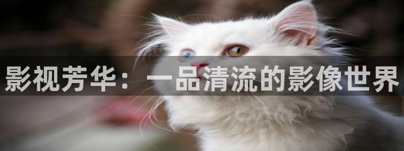 樱桃电影在线