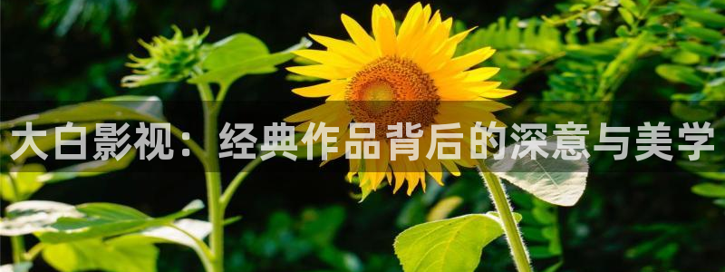樱桃视频直播免费